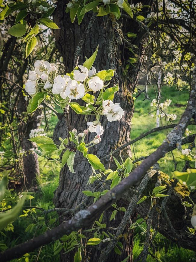 Ein knorriger alter Apfelbaum mit frischen Blüten und Blättern im Vordergrund. Im Hintergrund eine saftig grüne Wiese.