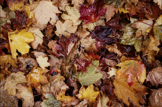Farbbild im Landscape Format. Zu sehen sind von oben Fotografiert viele verschiedenfarbige Ahorn Blätter von Rot und fast schon Lila über Braun, Gelb und Grün, die alle beisammen liegen. Herbstlaub eben. Dabei haben die Blätter einen gewissen Glanz von der Feuchtigkeit die sich auf ihnen befindet.