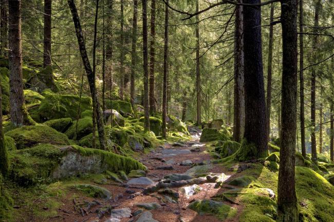 Farbbild im Landscape Format. Blick über einen mit vertrockneten rot-braunen Nadeln bedeckten Wanderweg aus dem nur einige Steine und Wurzeln herausgucken. Die Steine und der übrige Hang rund herum sind in ein tiefes Grün getaucht weil alles mit Moos bedeckt ist. Die Sonne scheint von Rechts oben durch die Bäume. Die Bäume sind mit Grünen Nadeln und Flechten behangen.