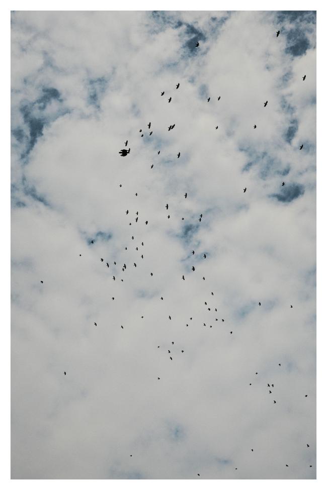 Farbbild im Portrait Format mit weißem Rand. Zu sehen ist darauf ein Himmel der weitestgehend von Wolken bedeckt ist, aber an ein paar Stellen schaut das Blau heraus. Davor verteilen sich viele Krähen über das ganze Bild.