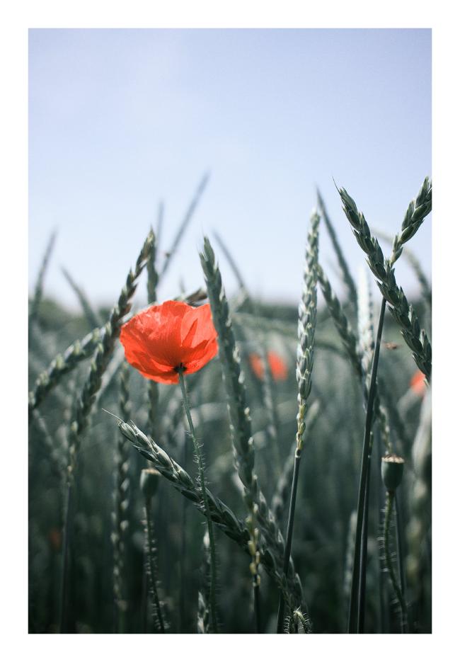 Farbbild im Portrait Format mit einem weißen Rahmen. Zu sehen ist eine rote Mohnblume zwischen Weizenähren vor einem Blauen wolkenlosen Himmel. Im unscharfen Hintergrund gibt es noch zwei rote Farbtupfer und etwa in der Mitte vom Bild ganz rechts gibt es eine unscharfe Schwebfliege.