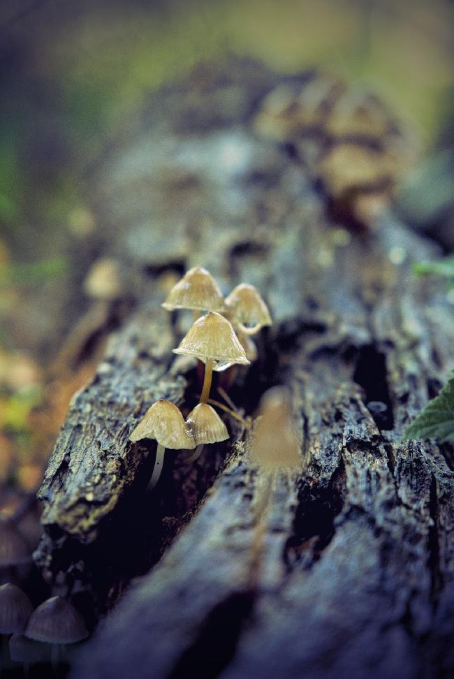 Pilze mit Wassertropfen auf einem liegenden vermoderten Baumstamm.