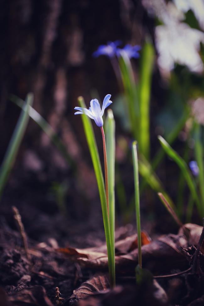 Farbbild im Portrait Format. In der Mitte des Bildes spriest aus der Erde auf der noch einige verwelkte Blätter zu sehen will eine Blume mit rötlichem Stiel und Blauer Blüte. Daneben sind zwei ebenfalls sehr gerade grüne Blätter. Im unscharfen Hintergrund sieht man weitere dieser Blumen und die Struktur eines Stamms. 