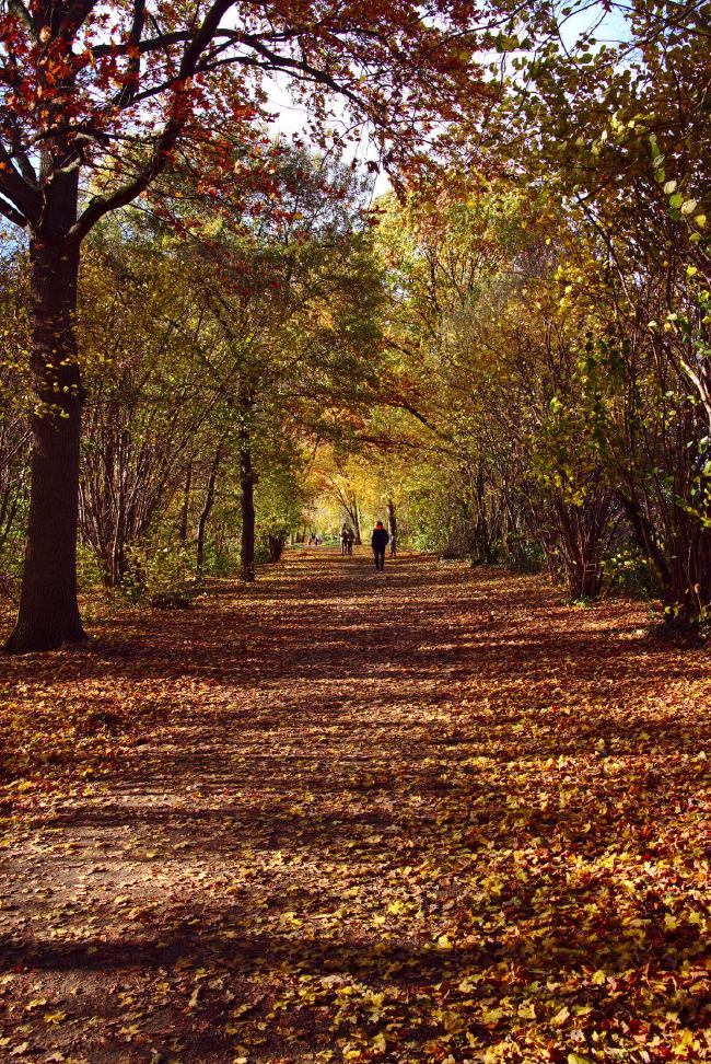 Ein herbstlicher Weg voller gelbem und braunem Lauf. Die Bäume bilden eine art Tunnel und haben alle Farben von Braun bis Grün. Etwas entfernt laufen Menschen, eine davon trägt einen gut sichtbaren roten Schal.