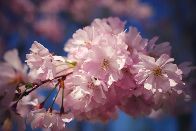Bild im Landscape Format. Ein dicker Ballen rosa Kirschblüten an einem Zweig. Dahinter unscharf weitere Blüten und blauer Himmel.