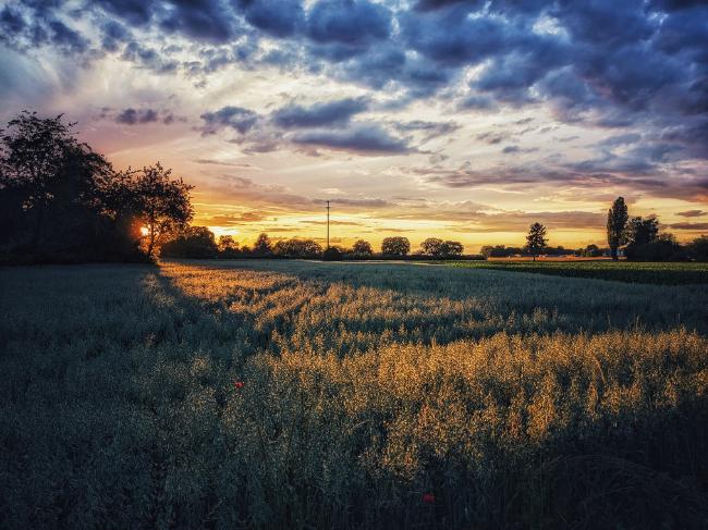 Blick über ein Kornfeld auf dem ein Teil der Pflanzen in einem kegelförmigen Streifen von der untergehenden Sonne bestrahlt werden und golden leuchten. Der Himmel verläuft von Orangegelb bis blau und einige unterschiedlich große, dunklere Wolken