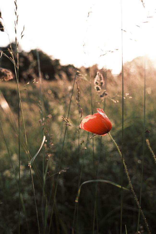 Eine einzelne rote Mohnblume zwischen hohen Gräsern im Sonnenuntergang/ leichtem Gegenlicht. Im Hintergrund sind sehr unscharf ein paar Bäume.