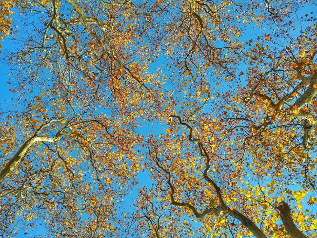 Blick von unten senkrecht in die Kronen einige Bäume mit sehr wild verzweigten Ästen. Dort befinden sich Blätter in verschiedenen Gelb und Orange Tönen die einen wunderbaren Kontrast zum wolkenlosen blauen Himmel bieten der zwischen den Blättern durch scheint.