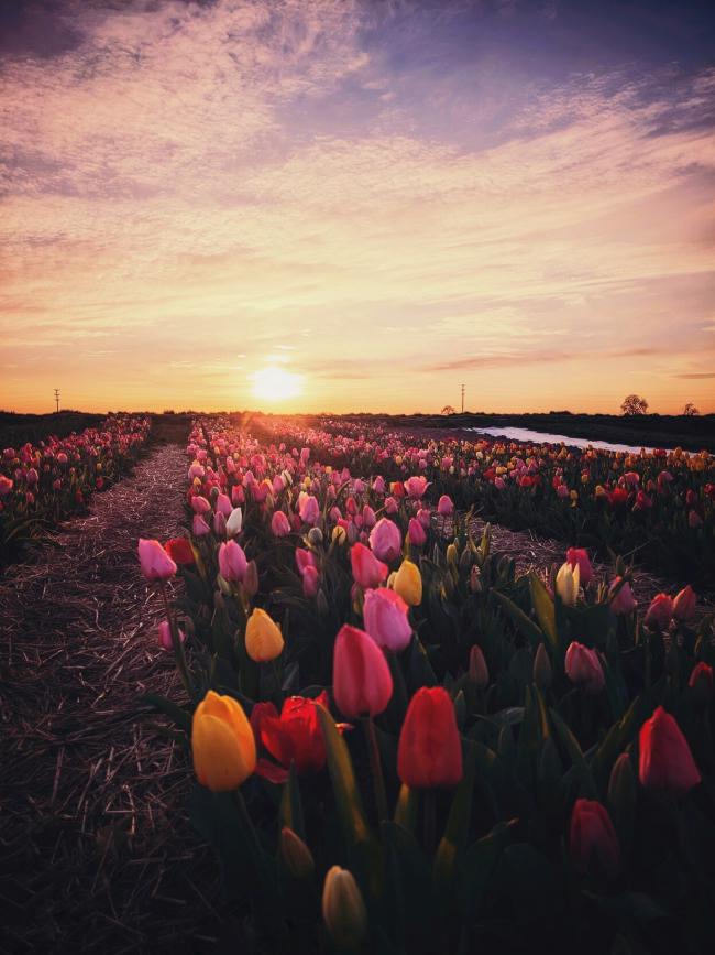 Blick über eine Reihe von Tulpen in gelb, rot und rosa. Weiter hinten sind noch weitere Reihen zu erkennen. Dazwischen liegt Stroh. Im Hintergrund geht gerade die Sonne unter.