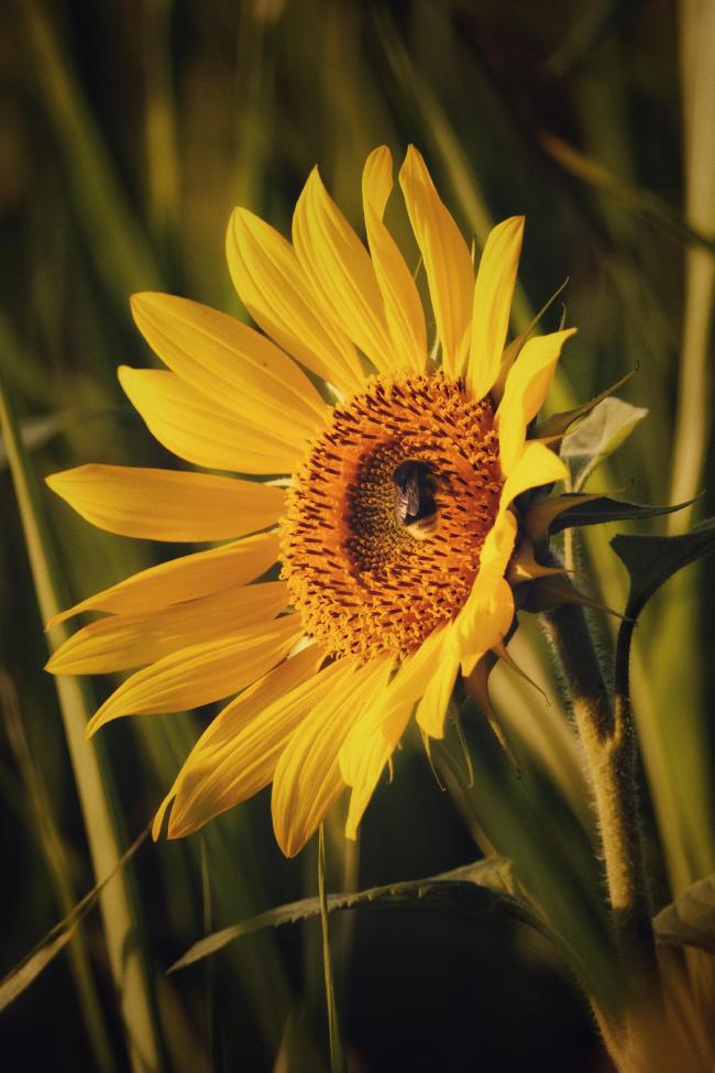 Sonnenblume mit Hummel.