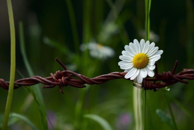 Eine Margerite in Nahaufnahme die direkt über einem rostigen Stacheldrahtzaun ist. Im Hintergrund sind weitere Teile der Wiese unscharf erkennbar.