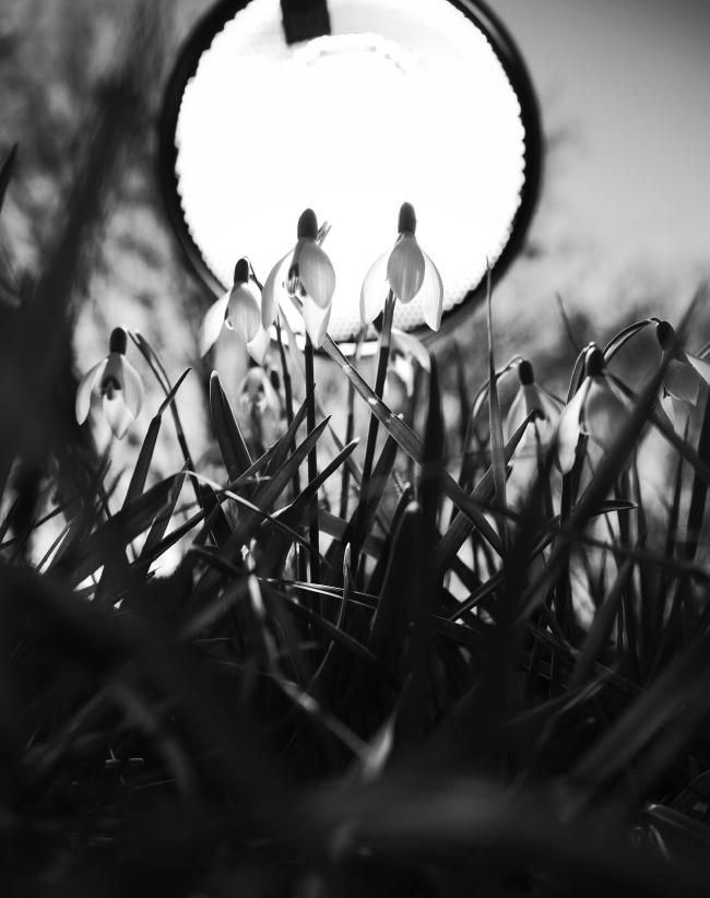 Schwarzweißbild im Portraitformat. Das Bild ist von unten durch das Gras hinauf zu ein paar Schneeglöckchen aufgenommen. Hinter diesen erscheint groß und Rund wie eine Sonne der Blitz mit Reflektor und leuchte die Blüten an.