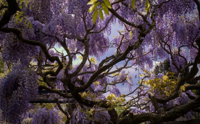 Blick durch die verschlungenen Äste der Glyzinen. Neben einigen wenigen hellgrünen Blättern hängen überall Blau-Lila Blüten. Die Sonne wirft ein paar Lichtflecken auf verschiedene teile der Szenerie. Im Hintergrund erkennt man den blau-grauen Himmel. 