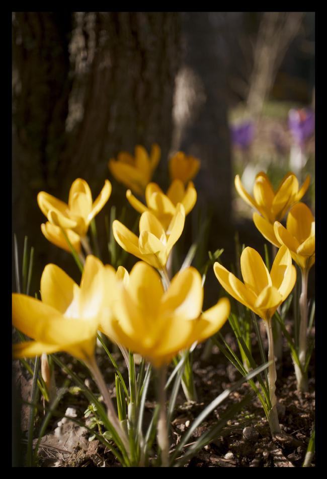 Farbbild im Portrait Format mit schwarzem Rahmen. Darauf zu sehen ist eine Ansammlung von blühenden gelben Krokussen die sich der Sonne entgegen recken. Dazwischen ist der Erdboden zu sehen. Das Bild ist aus Bodenhöhe aus aufgenommen. Die ersten Blumen sind unscharf dann kommen einige scharfe Blumen und dann wird es wieder unscharf. Im Hintergrund ist links ein Baumstamm und Rechts ein paar lila Krokusse in der Ferne zu erkennen.
