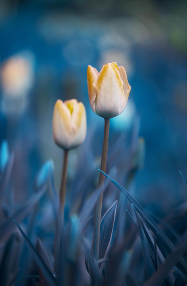 Farbbild im Portrait Format. Das Bild zeigt zwei Tulpen eine scharf eine etwas unscharf in falschen gelb-weiß Tönen und das Grün darum im Unscharfen in einem kräftigen Blau.