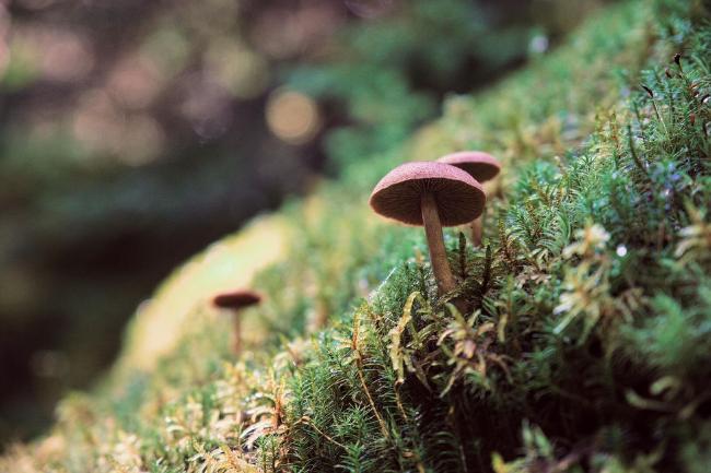 Bild von 3 kleinen braunen Pilzen und der Moos bewachsenen Schrägen Oberfläche auf der sie wachsen. Im Moos und auf dem Pilzstiel sieht man feine Wassertropfen. Der Hintergrund wird unscharf und geht in ein braun grünes Bokhe über.