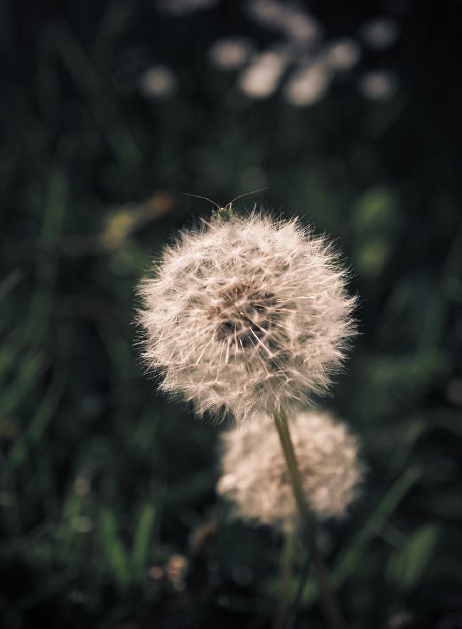 Ein sehr kleiner Grashüpfer versteckt sich leicht oben auf einer Pusteblume. Im Hintergrund sieht man unscharf eine weitere Pusteblume, Gras und ein paar Gänseblümchen