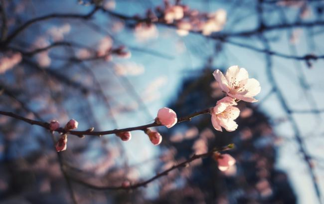 Farbbild im Landscape Format. Man sieht viele unscharfe Zweige mit einigen weiß-rosa Blüten im Hintergrund vor einem weißen Himmel. Leicht rechts der Mitte ist eine unscharfe, dunkle Fläche im Hintergrund . Die Szene wird warm von Rechts von der Sonne beschienen. In der Mitte ist ein scharfer Zweig mit unterschiedlich geöffneten Mandelblüten zu sehen, der etwa (von links gesehen) beim Ende des zweiten Drittels in zwei offene weiß-rosa Blüten endet.