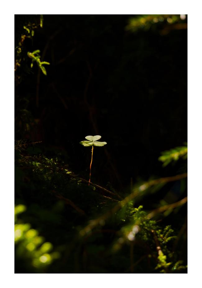 Farbbild im Hochkantformat mit weißem Rahmen. Zu sehen ist in der Mitte ein einzelnes Kleeblatt das von der Sonne angestrahlt wird. Der Hintergrund ist Schwarz, bis auf Moss und ein paar unscharfe zweige die am Rand ins Bild ragen.