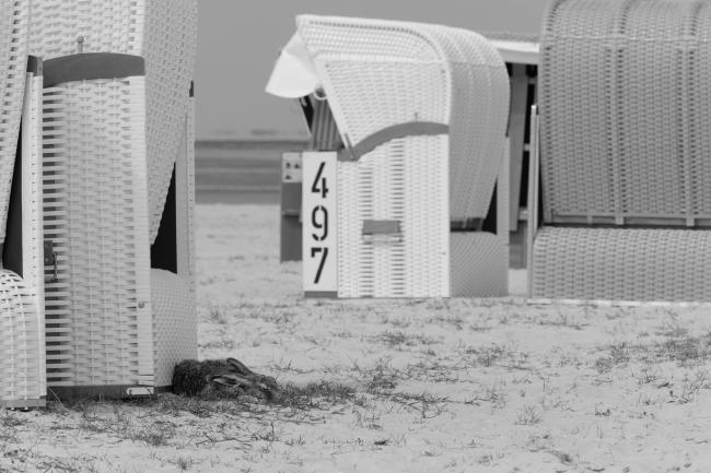 Schwarzweiß Bild im Landscape Format. Man sieht verstreut stehende Strandkörbe auf Sand mit etwas Gras dazwischen. Durch eine Lücke ist unscharf das Meer zu erkennen. Im Schatten leicht links von der Mitte liegt ein Hase hinter einem Strandkorb und schläft mit geschlossenen Augen.