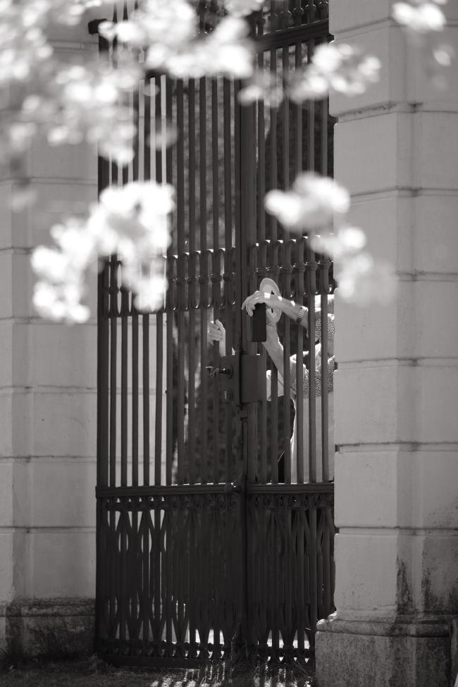 Schwarz-Weiß Bild im Portrait Format. Ein hohes schwarzes Tor aus Metallstäben zwischen zwei weißen Stein Säulen. Menschen die nicht zu sehen sind strecken ihre Arme durch das Tor um ein Bild mit dem Handy zu machen. Im Oberen Bereich wird die Hand mit dem Handy durch unscharfe Kirschblüten umrahmt. 