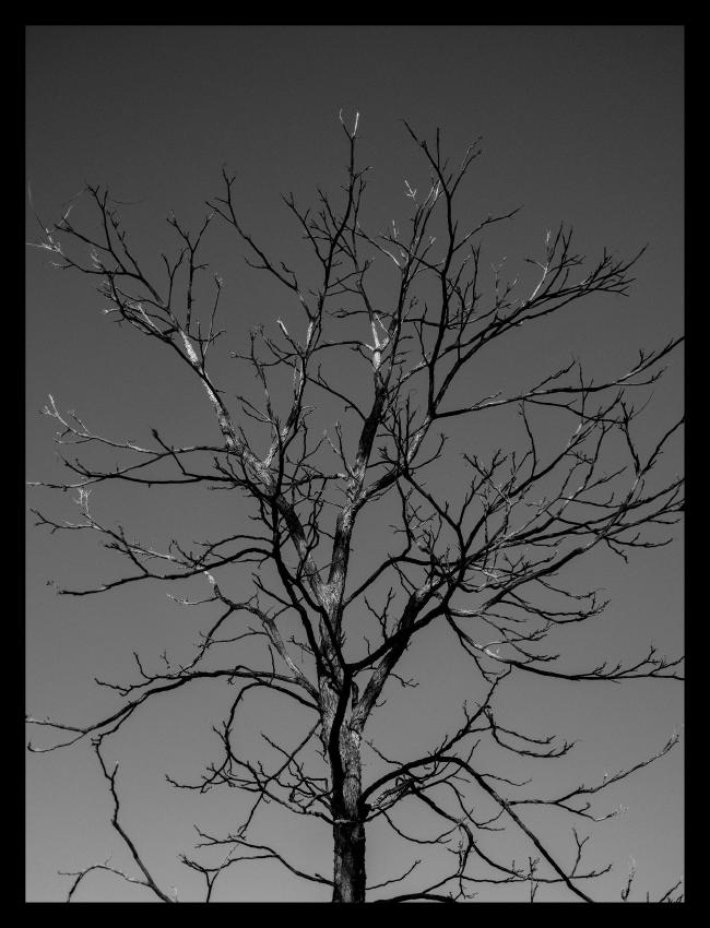Schwarzweiß Bild mit einem schwarzen Rahmen. Darauf zu sehen ist ein Baum ohne Blätter vor einem wolkenlosen Himmel. Auf dem Baumstamm sieht man hellere fast weiße Stellen die von der Sonne angestrahlt werden und dunklere Stellen die im Schatten liegen.