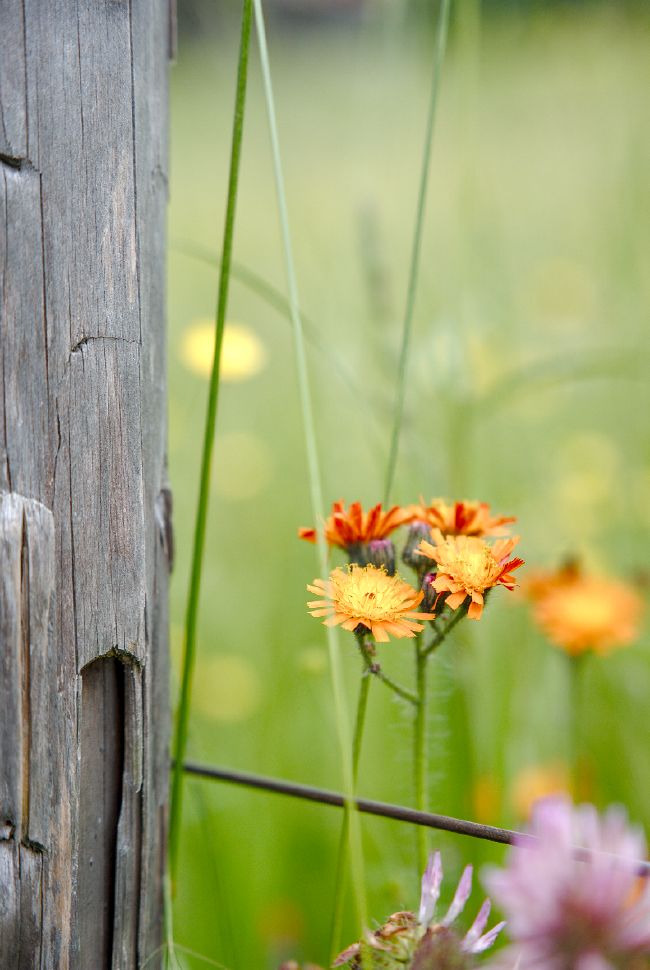 Kleine orange Blumen neben einem Wettergefärbten Pfosten der die ganze Linke Seite des Bildes ausmacht. Vor den Blumen läuft leicht Unscharf ein Grashalm mittig durchs Bild und rechts unten sind ein paar unscharfe Klee Blüten. Hinter den orangenen Blumen sieht man eine sehr unscharfe grüne Wiese. In dieser grünen Fläche sind noch ein paar weitere Blumen als Gelbe Farbtupfer zu erkennen.