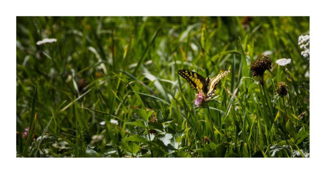 Breites Querformat mit weißem Rahmen. Leicht links der Mitte sitzt ein Schwalbenschwanz Schmetterling auf einer Kleeblüte auf einer Wiese.