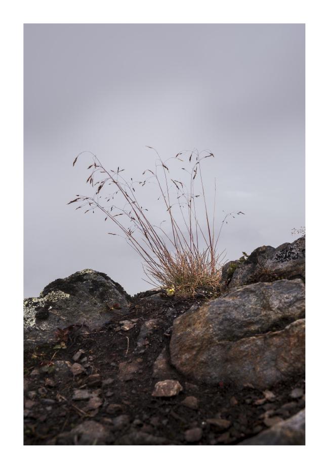 Farbbild im Portraitformat mit weißem Rand. Zu sehen ist ein einzelner Büschel gelbes Gras in der Bildmitte direkt an einer scharfen Kante. Dahinter sieht man nur weiß von einer Wolke. Im Vordergrund und neben dem Gras sind ein paar Steine mit zum Teil Flechten und Moos zu sehen.