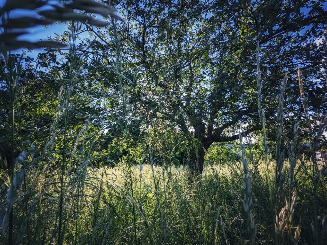 Ein Apfelbaum der auf einer hohen wiese steht. Das Bild ist durch das Gras aufgenommen.