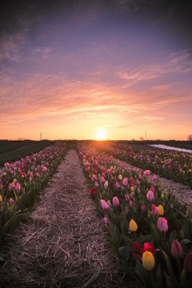 Blick über eine Reihe von Tulpen in gelb, rot und rosa. Weiter hinten sind noch weitere Reihen zu erkennen. Dazwischen liegt Stroh. Im Hintergrund geht gerade die Sonne unter.
