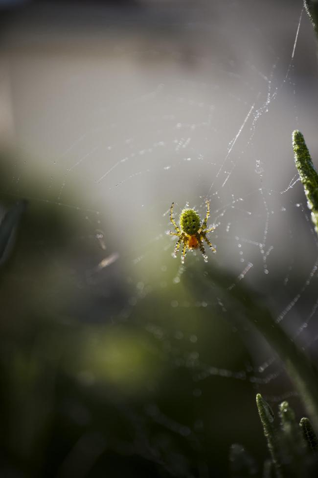 Farbbild im Portrait Format. Darauf zu sehen ist eine kleine grün-gelbe Spinne in ihrem Netz. Auf ihrem Körper hängen verschiedene Wassertropfen die zum Teil die Sonne reflektieren. Hier ist die Spinne von oben abgelichtet, sodass man den Körper gut sieht und die Wassertropfen darauf. Rechts sieht man ein paar Spitzen vom Rosmarin in dem das Netz war.