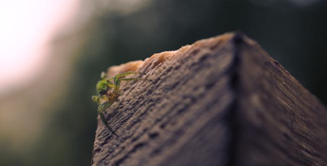 Eine kleine sehr grüne Spinne sitzt auf der Ecke eines Holzstücks. Der Hintergrund ist unscharf.