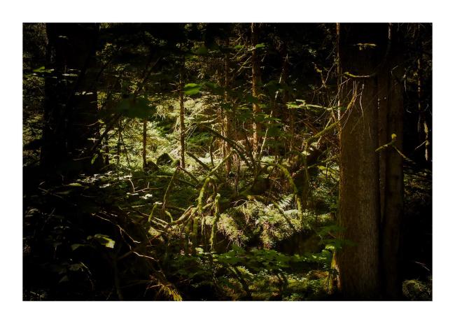 Farbbild im Querformat mit weißem Rahmen. Zu sehen ist eine sonnen-beschienene Lichtung auf der ein Baumstamm liegt dessen mehrfach gebrochene Äste etwas von Spinnenbeinen haben. Gesäumt ist das ganze von dunkleren Waldbereichen.