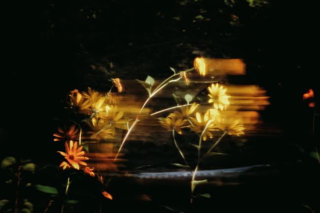 Gelbe Blumen vor dunklem Hintergrund durch längere Belichtungszeit verwischt nach links.