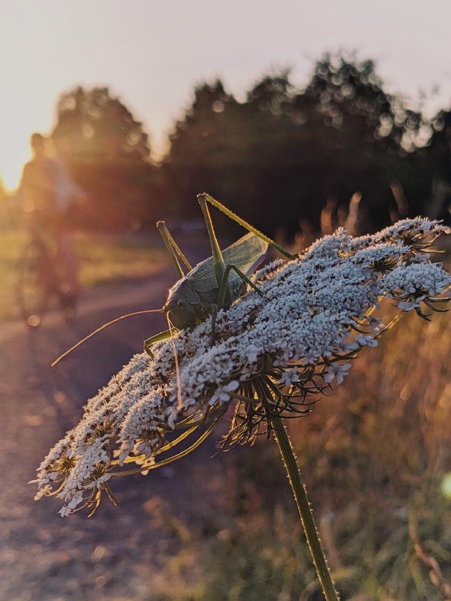 Großer Grashüpfer auf einer Weißen Blüte, in Hintergrund der Sonnenuntergang und eine Person auf einem Fahrrad 