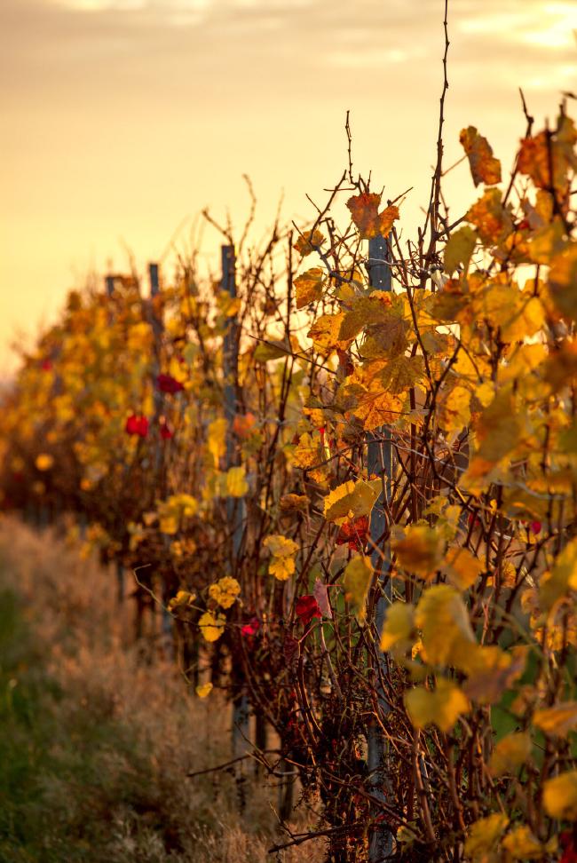 Eine Reihe Weinreben mit Blättern in Gelb, Orange und Rot Tönen. Alles ist in ein gelblich, herbstliches Licht gehüllt, das selbst den Himmel mehr Gelb als Blau oder Grau färbt. Es hat eine Warme Atmosphäre. 