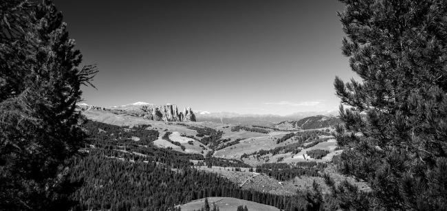 Schwarz-Weiß Panorama im Landscape Format. Das Bild ist rechts und links von Kiefern eingerahmt. Dazwischen führt der Blick über die sanft geschwungene Landschaft der Seiser Alm, bestehend aus Nadelbäumen und Feldern. Im Bild Hintergrund ist leicht links der Mitte ein zerklüftetes Massiv zu sehen. Rechts davon sind einige Gipfel in der Ferne zu erkennen.