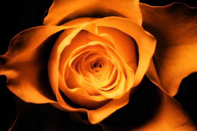 Nahaufnahme einer gelben Rose von der Seite beleuchtet. Man sieht nur den Blütenkelch und der rest liegt im dunklen.