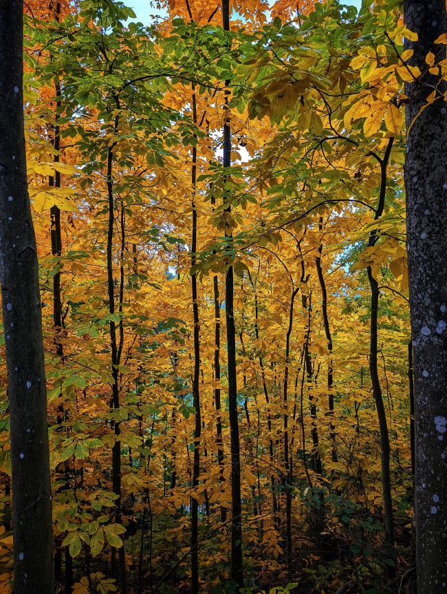 Farbbild im Hochkant Format. Das Bild ist links und rechts von zwei Baumstämmen begrenzt. Dahinter sieht man viele relativ gerade und dünne Bäume mit Blättern in wunderschönen Orange und Gelb Tönen. Dazwischen ein paar grüne Blätter die das ganze besonders am oberen Rand einrahmen.