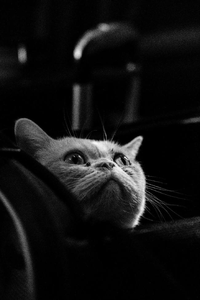 souSchwarz-Weiß Bild einer Katze die aus einer Tasche nach oben guckt.