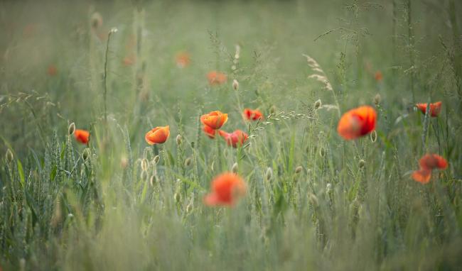 Mohnblumen in einem Feld.
