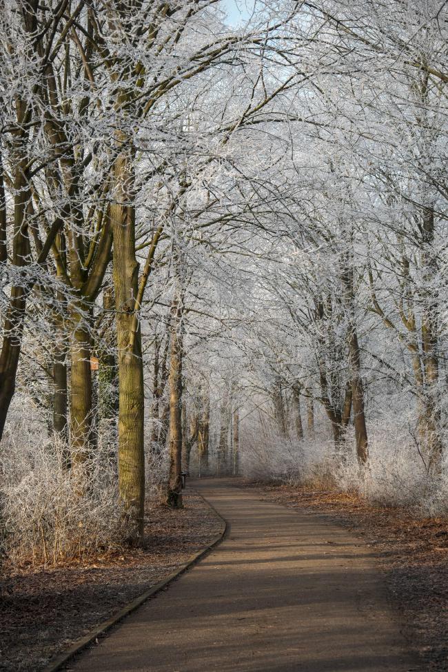 Farbbild im Portrait Format. Man sieht einen Weg der sich mit zwei Knicken Richtung Bildmitte bewegt. Der Weg und der unmittelbare Rand sind trocken und schnee-frei, man sieht daher das braune Laub. Die ganze Szene ist mit niedrigem warmen Sonnenlicht von Links beschinenen. Die Äste und zweige von den Bäumen und Büschen links und rechts haben einen feinen weißen Schneeüberzug. Die Stämme sind aber in ihrem normalen grünbraun ohne Schnee.
