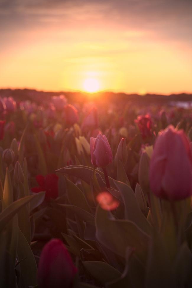 Blick über eine Reihe von Tulpen in gelb, rot und rosa. In der Bildmitte befindet sich eine Blüte im Fokus. Im Hintergrund geht gerade die Sonne unter.