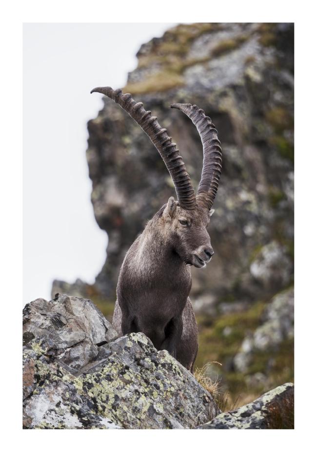 Farbbild mit weißem Rahmen im Hochformat. Zu sehen ist ein Steinbock der Frontal zur Kamera steht seinen Kopf aber leicht nach rechts geneigt hat wodurch man das Profil sehr schön sieht. Der Vordergrund und hintergrund sind jeweils Felsen die mit Gras und Moos bewachsen sind. Der Hintergrund ist unscharf und links sehr hell weil dort eine Wolke am Hang hing.