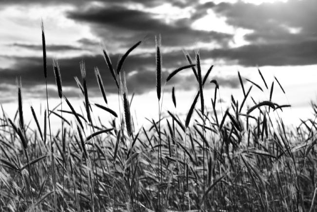 Schwarzweißbild von Roggen Ähren 