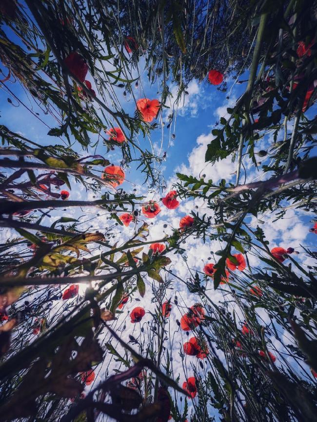 Ein Feld voller roter Mohnblumen, aber aufgenommen vom Boden unter dem Mohn. Dadurch sieht man auf dem Bild in Portrait Orientierung einen Rand aus grünen Blättern der Mohnblumen während sich die roten Blüten zur Mitte recken. Der Himmel ist blau mit weißen Wolken.