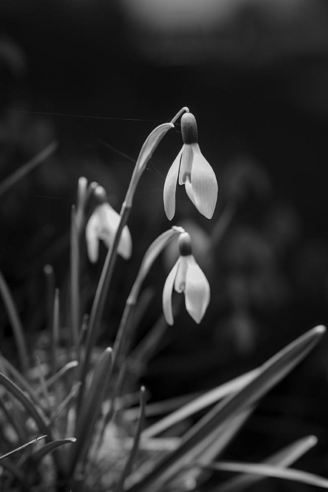 Schwarzweißbild im Portrait Format. Drei Schneeglöckchen vor einem dunklen Hintergrund. Die Blüten sind in einem nach links zeigenden Dreieck Angeordnet wobei bei unteren beiden unterschiedlich unscharf sind. Die obere Blüte ist knackig scharf und wenn die Auflösung es her gibt sieht man auch ein paar ganz feine Spinnenweben dran hängen.