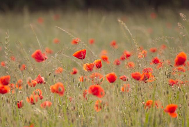 Eine Wiese voller Mohnblumen in verschiedenen Zuständen ihres Daseins.