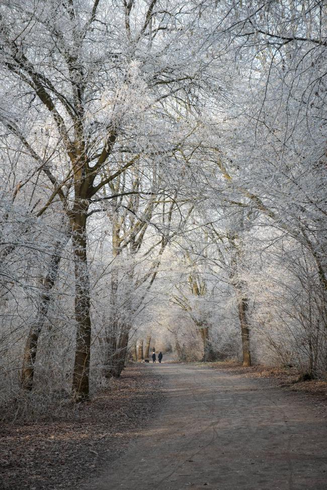 Farbbild im Portrait Format. Man sieht einen der komplett umrahmt ist von Bäumen deren Äste und zweige einen feinen weißen Schneeüberzug haben. Man sieht auch ein bisschen warmes Sonnenlicht von Links.